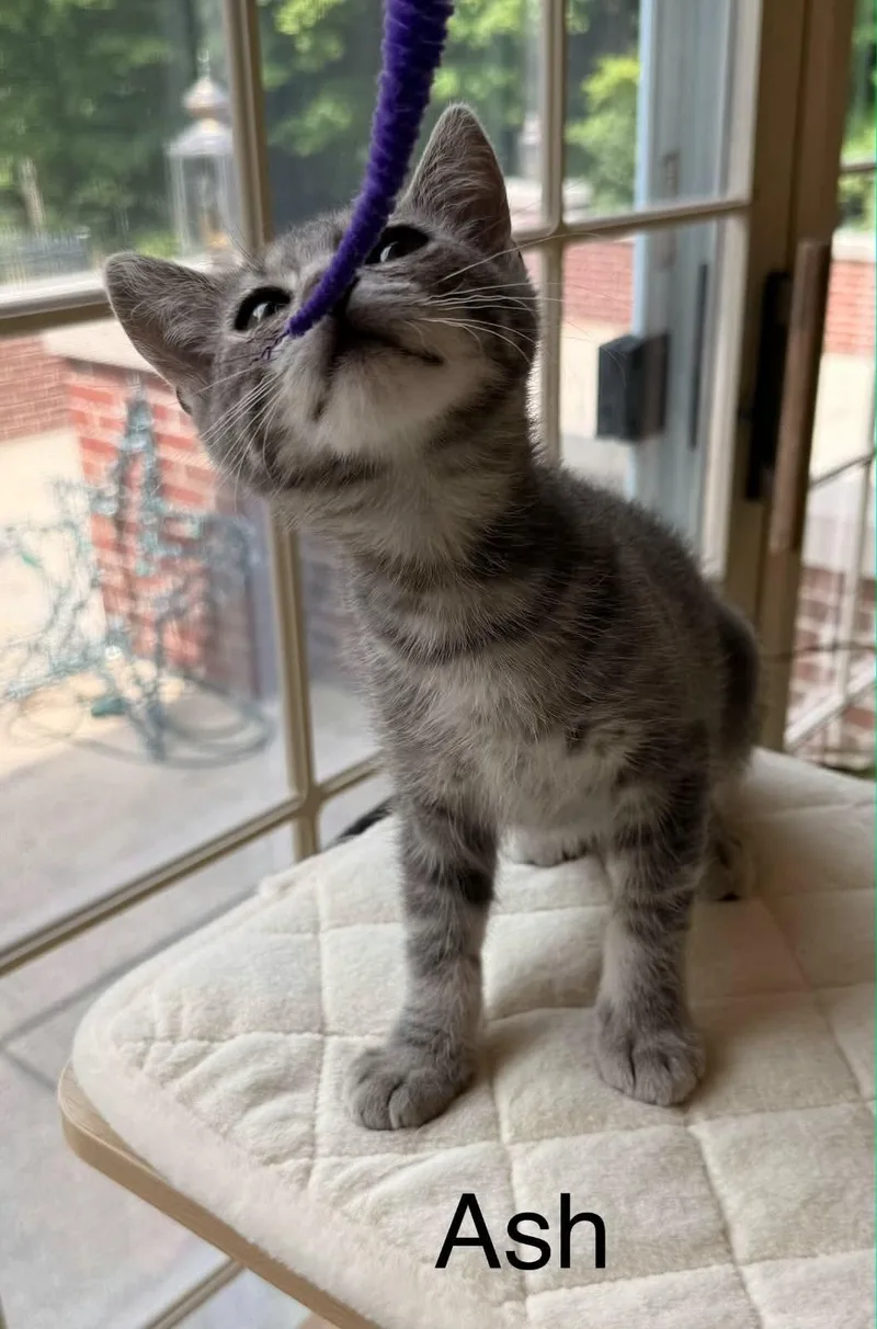 A baby medium-sized male Tabby (Brown / Chocolate) Tabby cat named Ash for adoption in Wyandotte, MI
