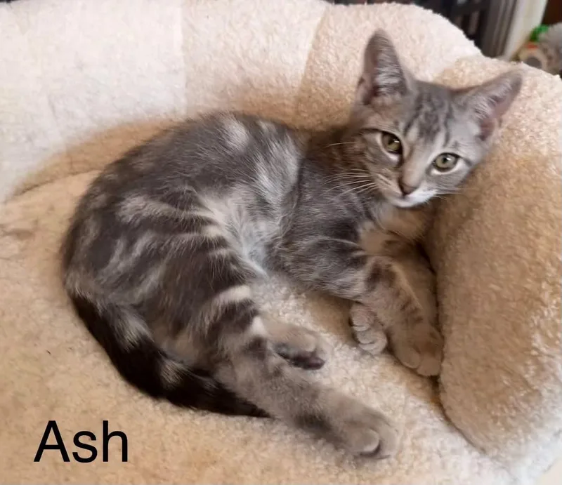 Ash thumbnail 2