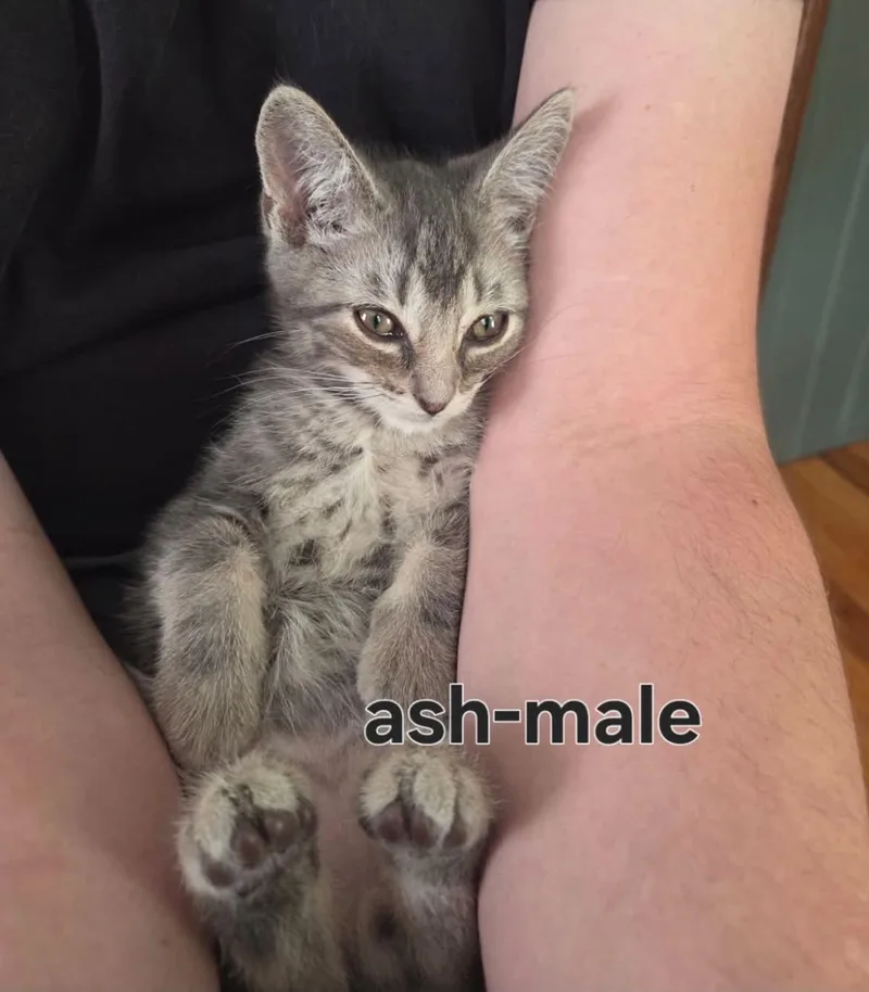 Ash thumbnail 3