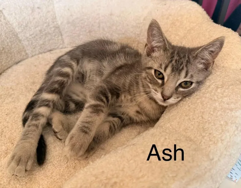 Ash thumbnail 4