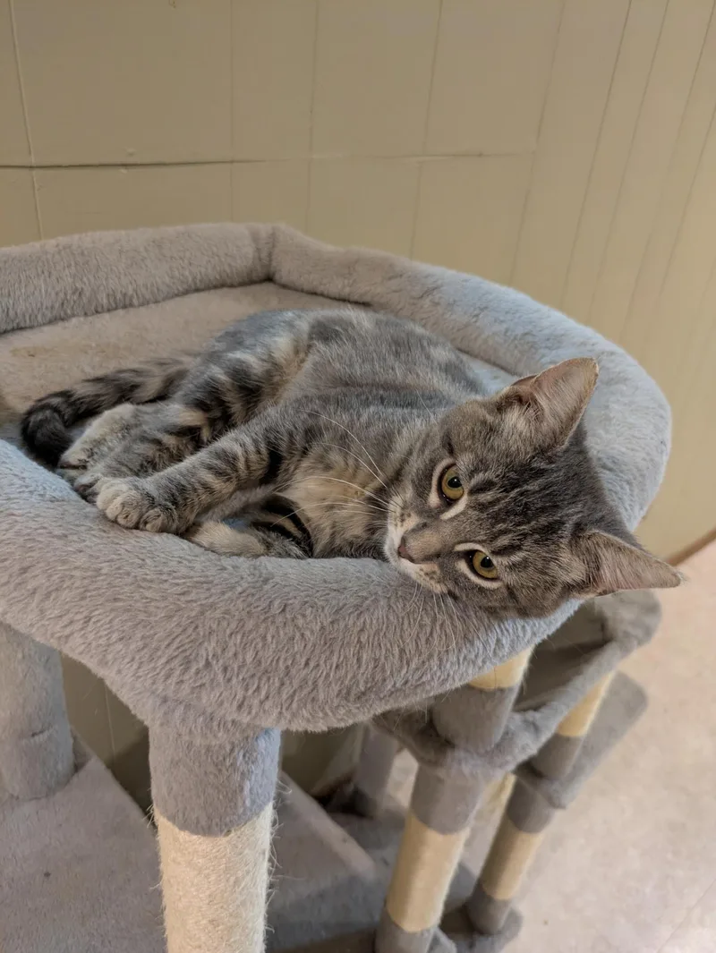 A baby medium-sized female Tabby cat named Trinket for adoption in Mineral Point, WI