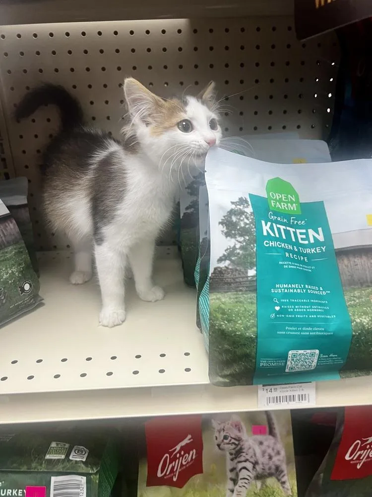 A baby small-sized female Domestic Short Hair cat named Windy for adoption in Blanchard, OK
