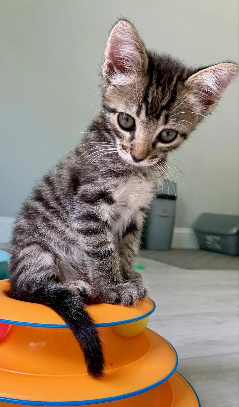 A baby medium-sized male Tabby cat named Cosmo for adoption in Wesley Chapel, FL
