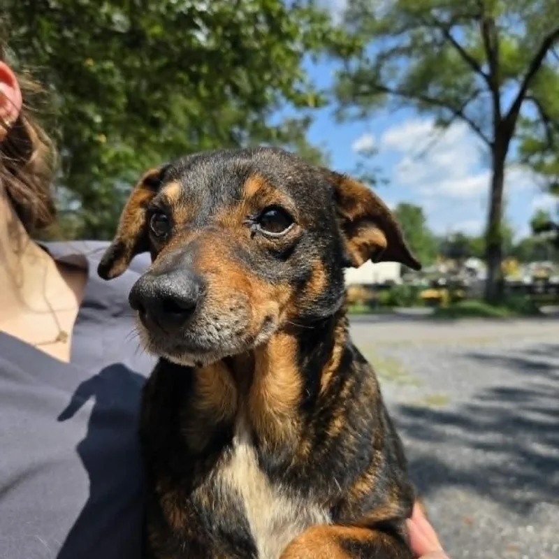 An adult small-sized male Black Terrier dog named Weston for adoption in Fairfax, VA