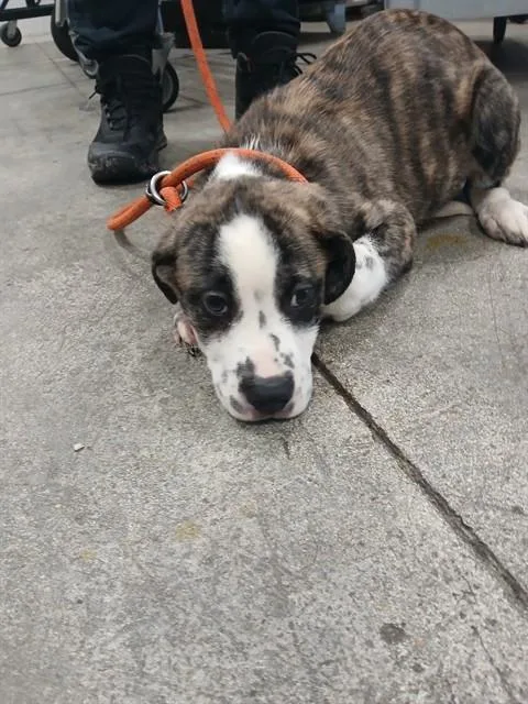 A baby small-sized male Mastiff dog named Tiger for adoption in Fort Lauderdale, FL