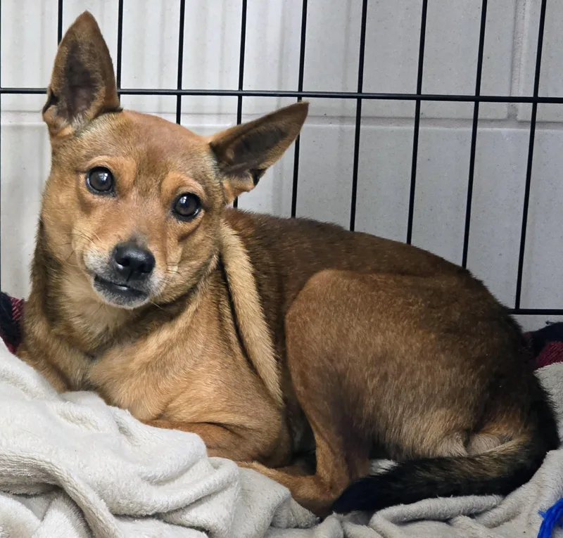 An adult small-sized female Brown / Chocolate Chihuahua dog named 26-283 for adoption in Amityville, NY