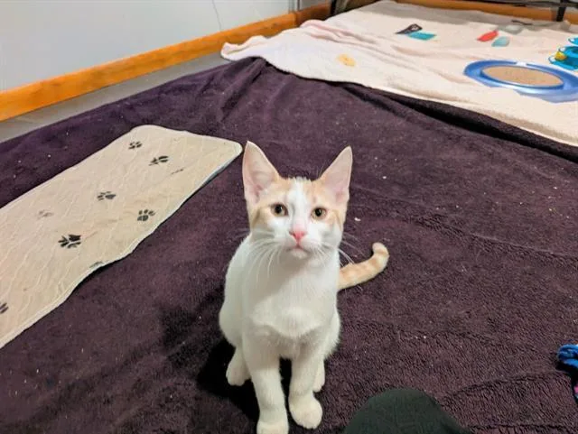 A baby small-sized male Domestic Short Hair cat named Truffle for adoption in Fort Wayne, IN