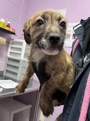 A baby medium-sized female Brown / Chocolate Shepherd dog named 60916242 for adoption in El Paso, TX