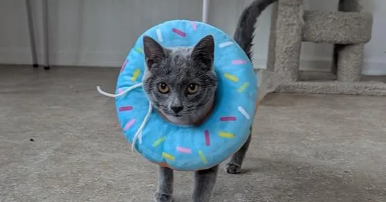A baby small-sized female Gray / Blue / Silver Domestic Short Hair cat named Laken for adoption in Harpers Ferry, WV
