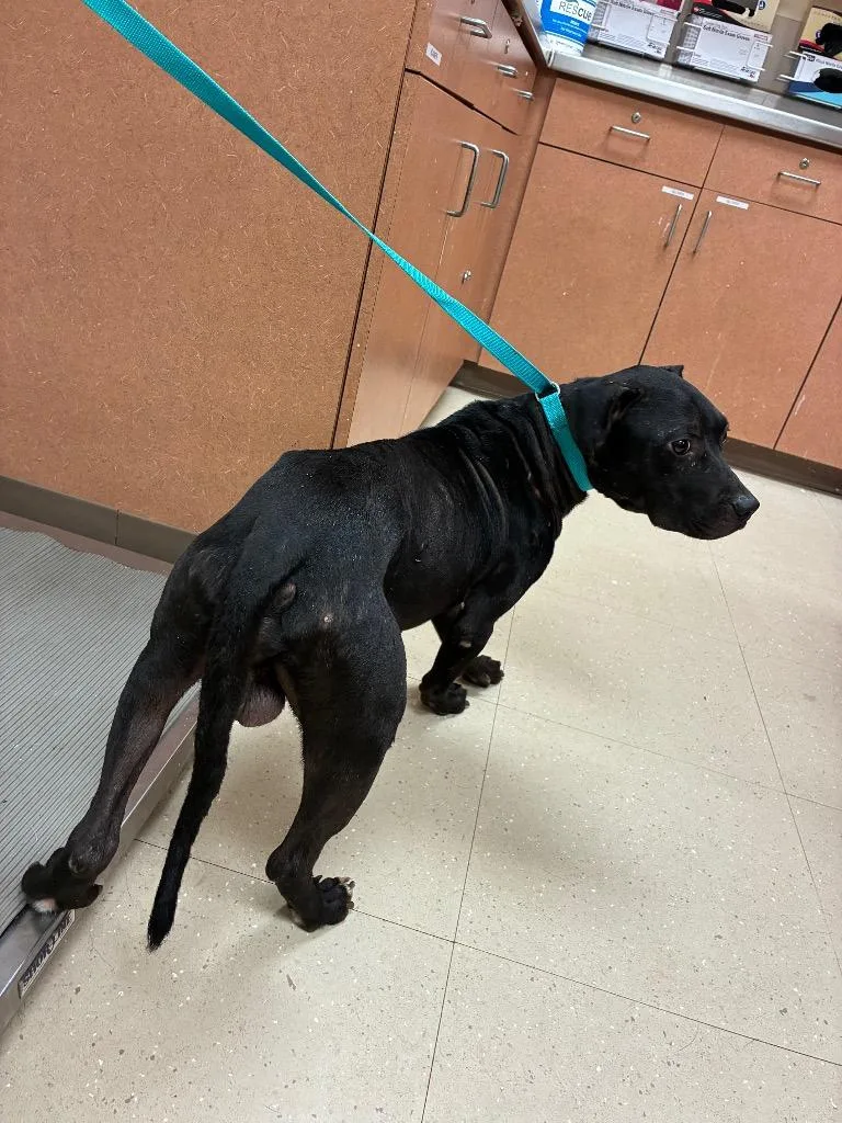 An adult small-sized male Mixed Breed dog named Easton for adoption in Bossier City, LA