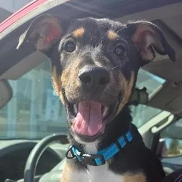 A baby medium-sized male Terrier dog named Ciros for adoption in San Antonio, TX