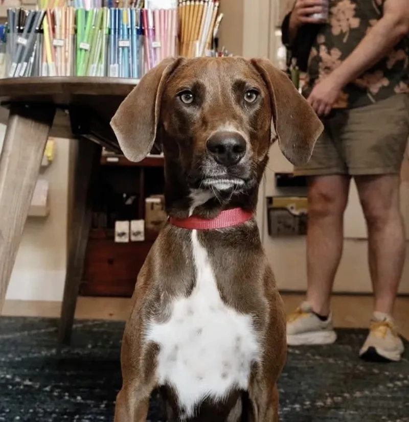 A young medium-sized male Brown / Chocolate Redbone Coonhound dog named Aelius for adoption in New York, NY
