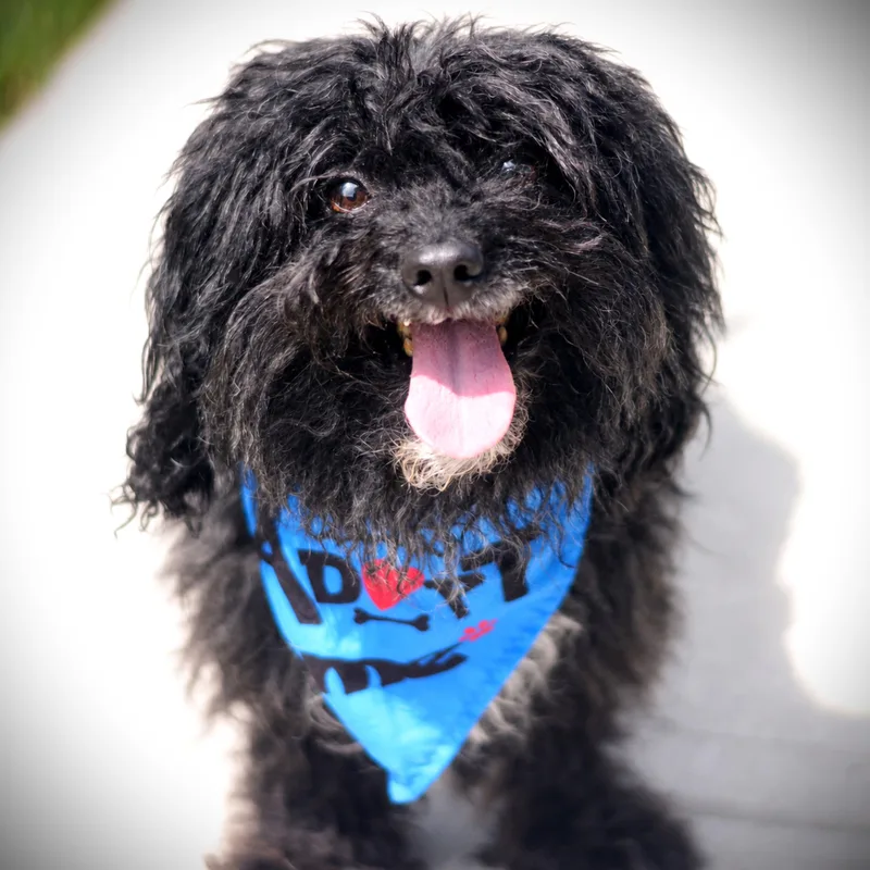 An adult small-sized male Black Poodle (Toy) dog named Moose and Goose for adoption in Amsterdam, NY