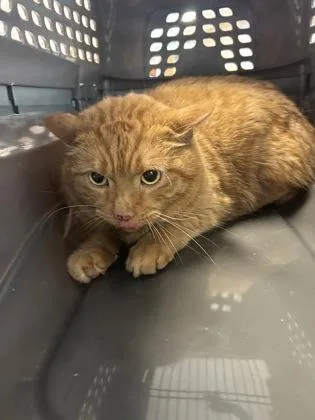 A senior large-sized female Domestic Short Hair cat named Goldie for adoption in West Chester, PA