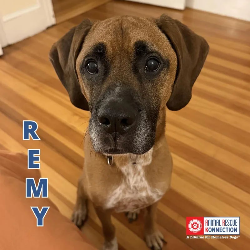 An adult medium-sized male Boxer dog named Remy for adoption in Winthrop, MA