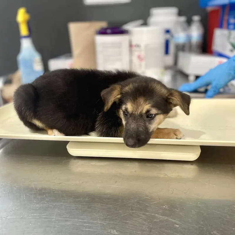 A baby medium-sized female Black German Shepherd Dog dog named Asia for adoption in Livingston, TX