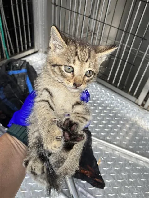 A baby large-sized male Domestic Short Hair cat named Junior for adoption in Dallas, TX