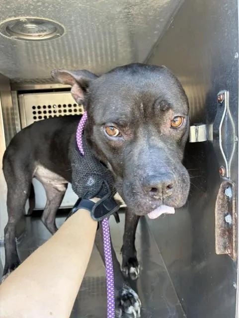 A young large-sized male Pit Bull Terrier dog named Roobert for adoption in Phoenix, AZ