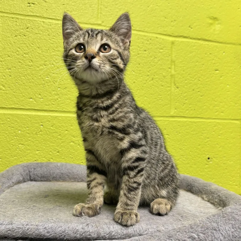 A young small-sized male Tabby (Brown / Chocolate) Tabby cat named Finn for adoption in Waynesburg, PA