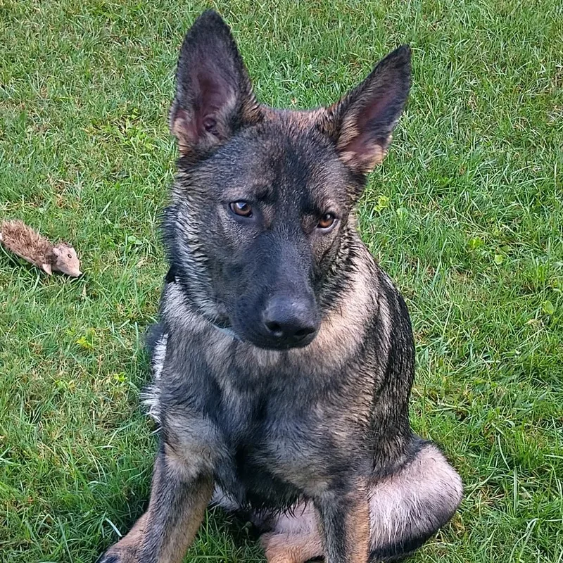 A young medium-sized female Sable German Shepherd Dog named Junebug for adoption in New Ringgold, PA
