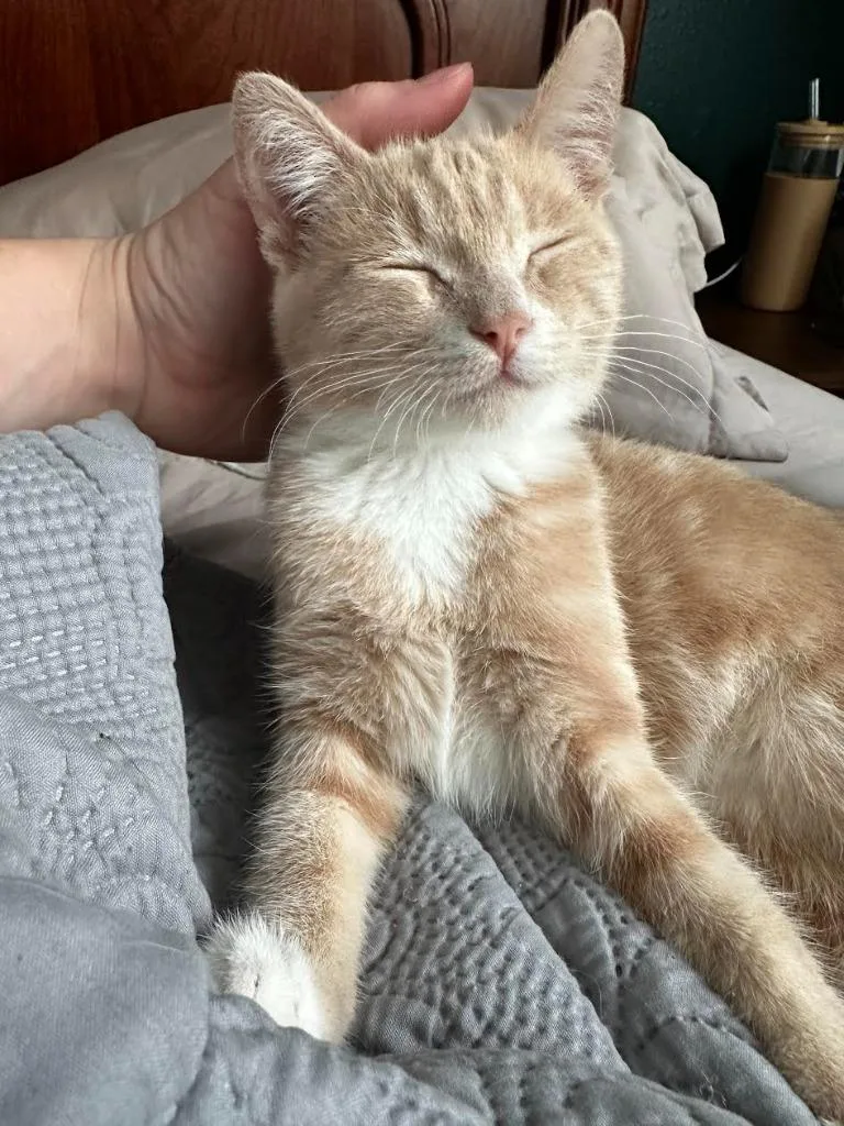 A baby medium-sized male Domestic Short Hair cat named Ginger Snap for adoption in Salt Lake City, UT