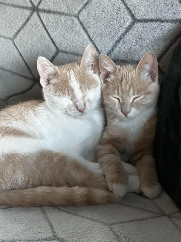 Ginger Snap thumbnail 2