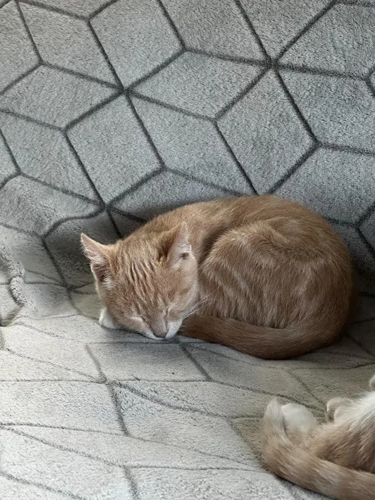 Ginger Snap thumbnail 3
