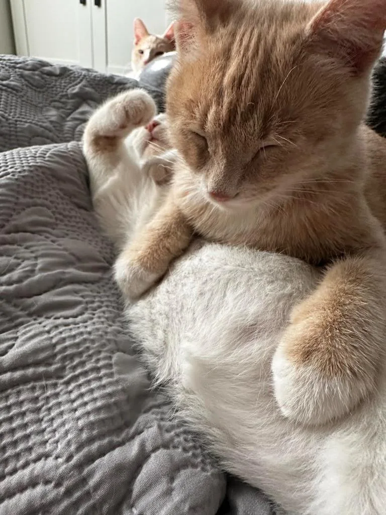 Ginger Snap thumbnail 4