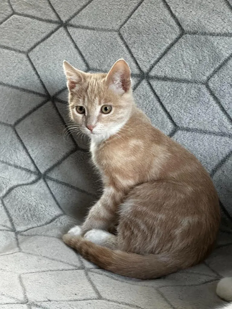 Ginger Snap thumbnail 6