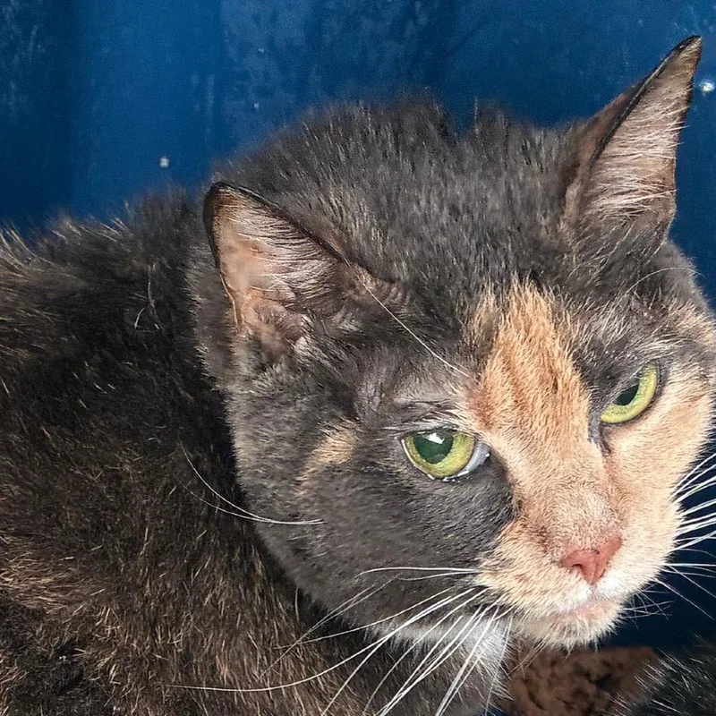 An adult large-sized female Tortoiseshell Domestic Short Hair cat named Twine for adoption in Philadelphia, PA