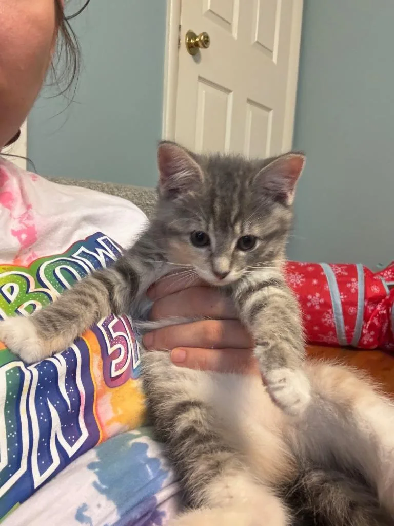 Percy aka Chunky thumbnail 4
