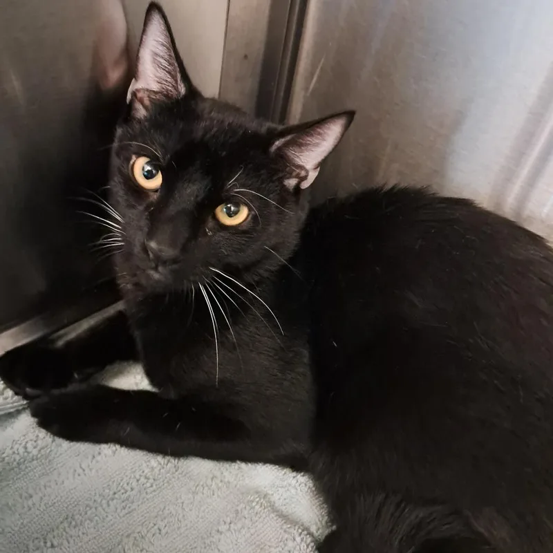 A young medium-sized male Black Domestic Short Hair cat named Leo for adoption in Concord, NH