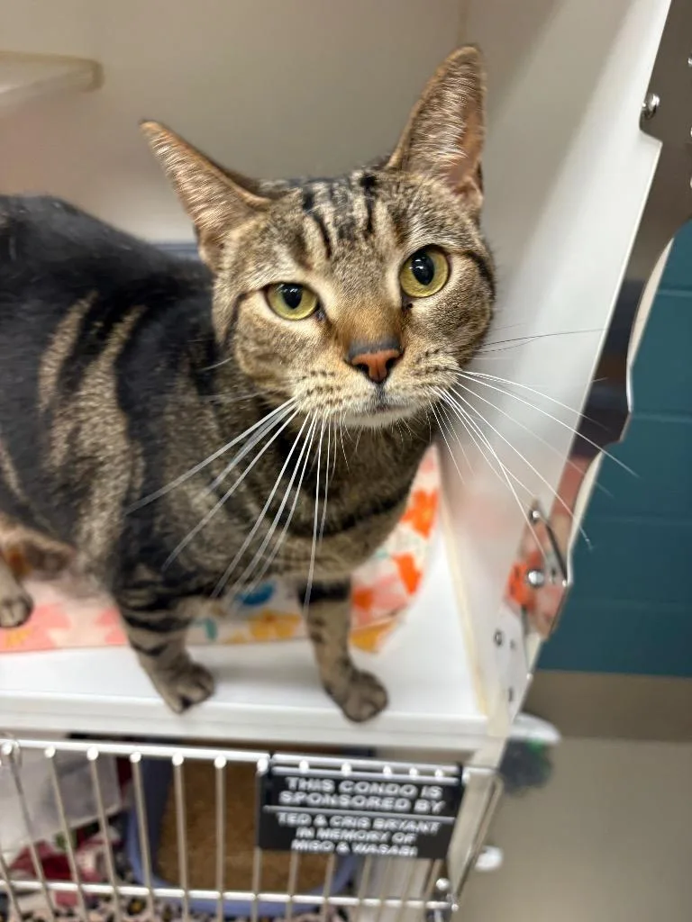 An adult medium-sized female Domestic Short Hair cat named Meadow for adoption in Johnson City, TN