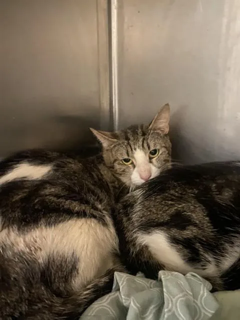 A young medium-sized male Domestic Short Hair cat named Greg for adoption in Bakersfield, CA