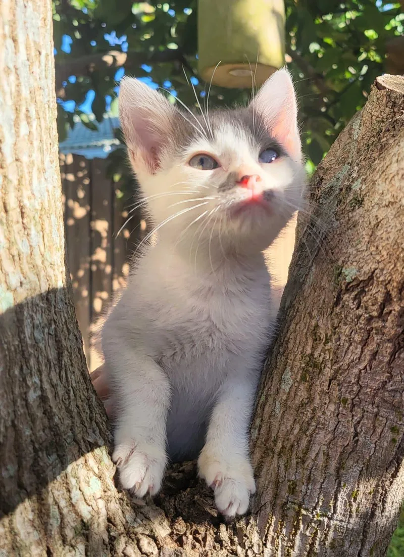 A baby medium-sized male Domestic Short Hair cat named Parton for adoption in Sunrise, FL