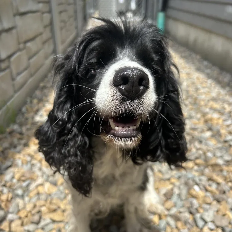Shirley