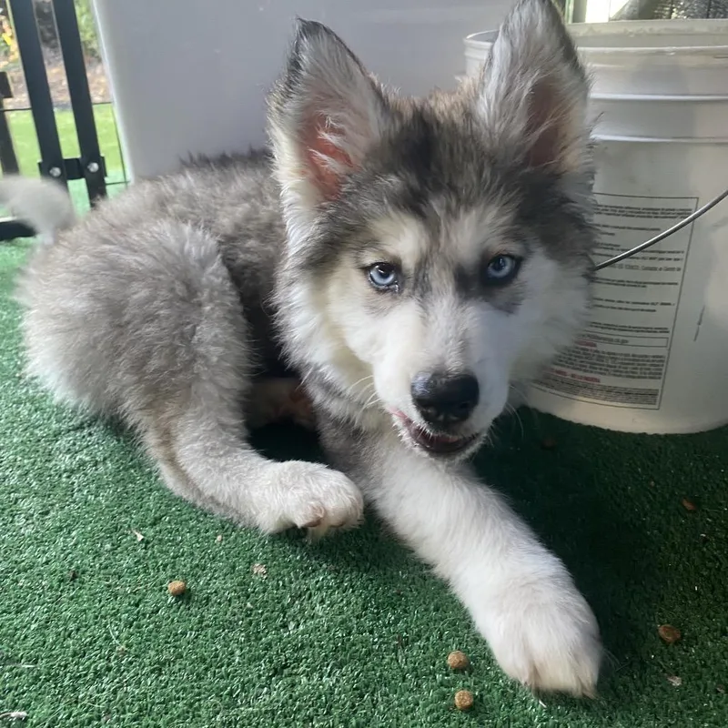 Dutchess thumbnail 2