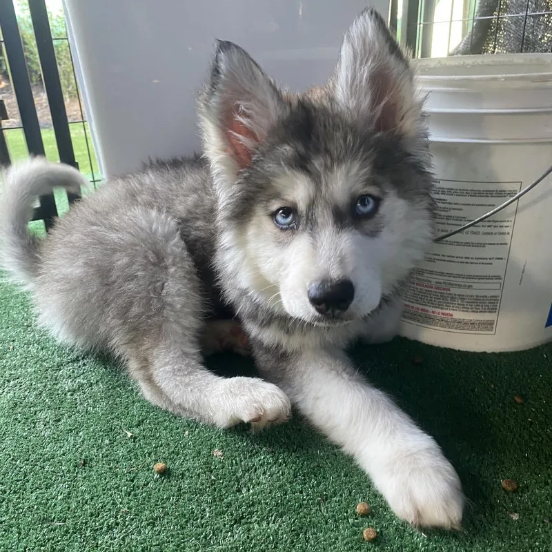 Dutchess thumbnail 3