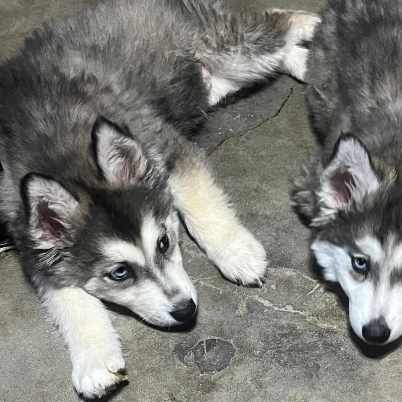 Dutchess thumbnail 4