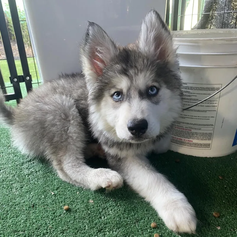 Dutchess thumbnail 5