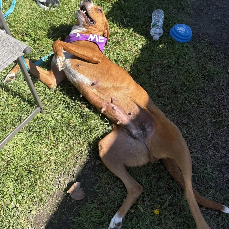 An adult medium-sized female Red / Chestnut / Orange Hound dog named Sally for adoption in Plainfield, NH