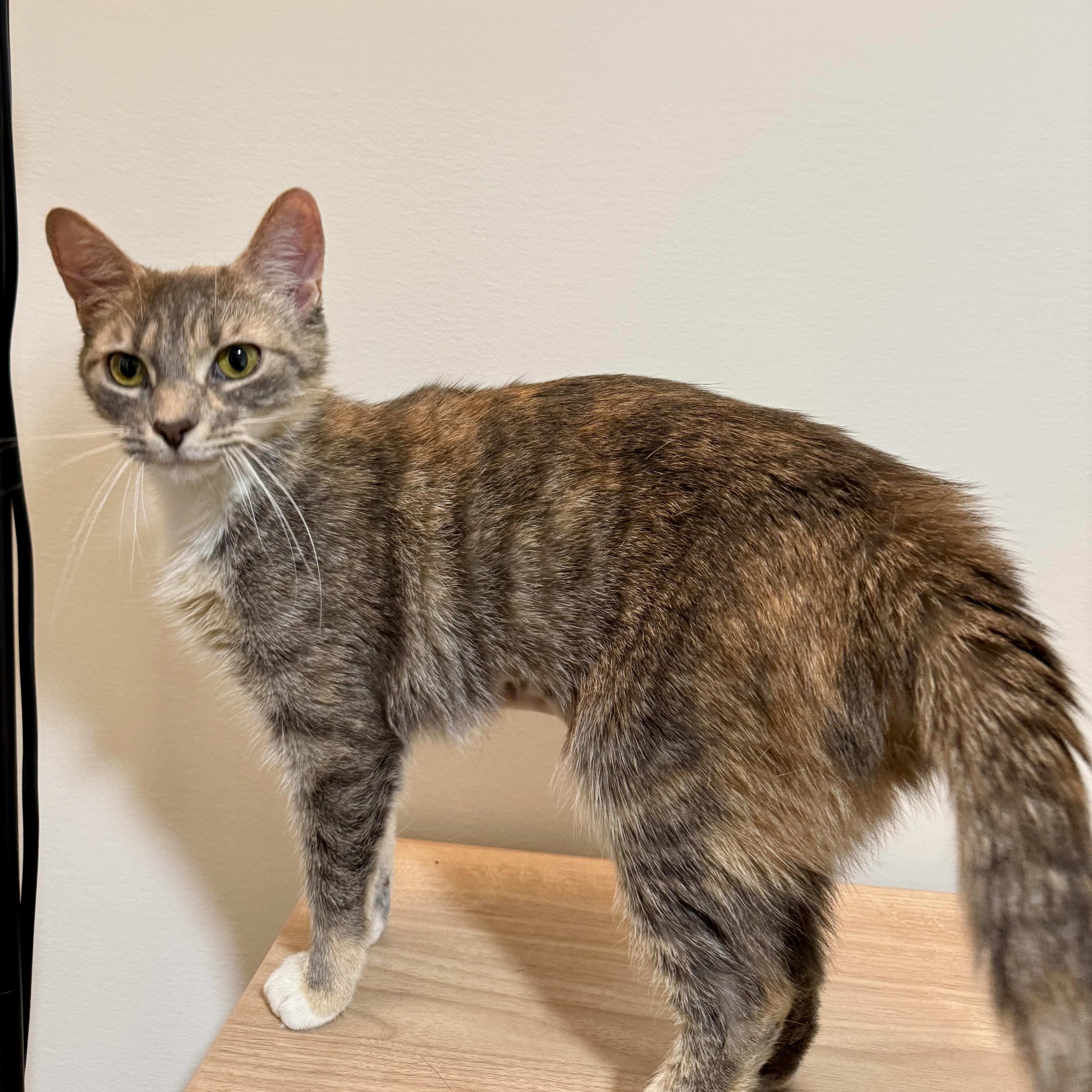 A young medium-sized female Dilute Calico Domestic Short Hair cat named Sugarfoot for adoption in Richmond, VA