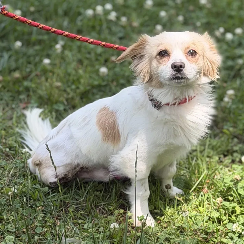An adult small-sized male Chihuahua dog named Harry for adoption in Locust Fork, AL