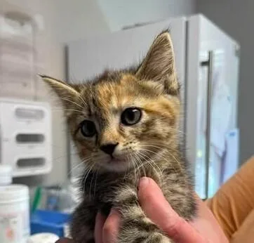 A baby medium-sized female Domestic Short Hair cat named Sei for adoption in Bolivar, MO