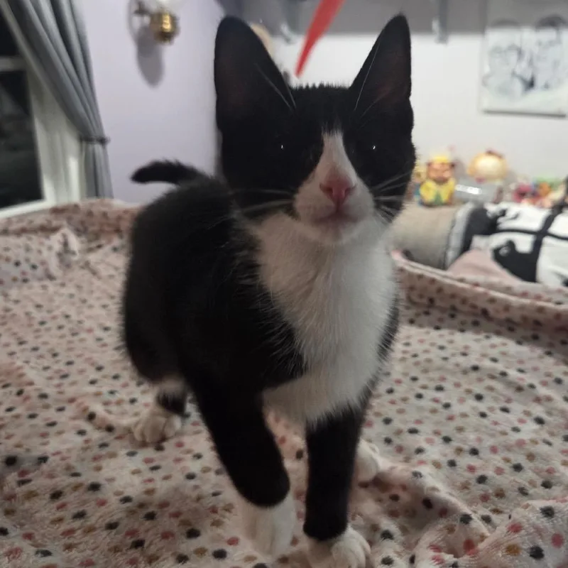 A young small-sized male Black Domestic Short Hair cat named Waffles for adoption in Philadelphia, PA