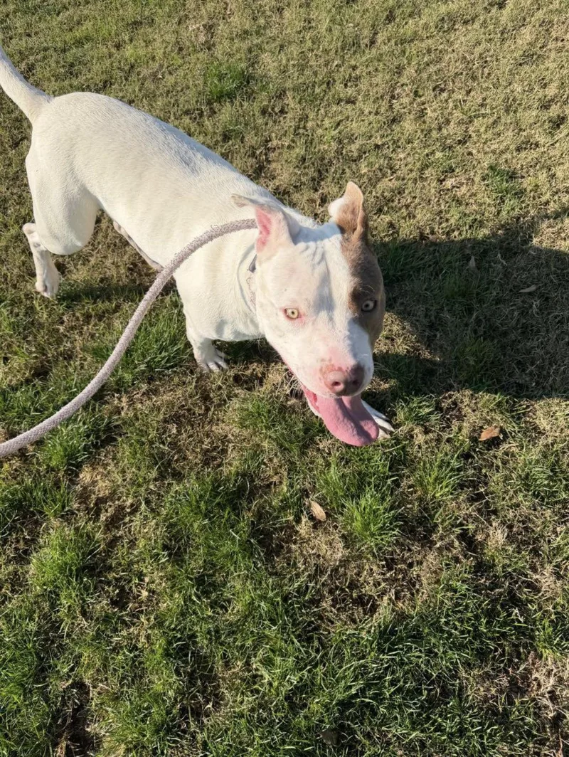 Meatloaf thumbnail 2