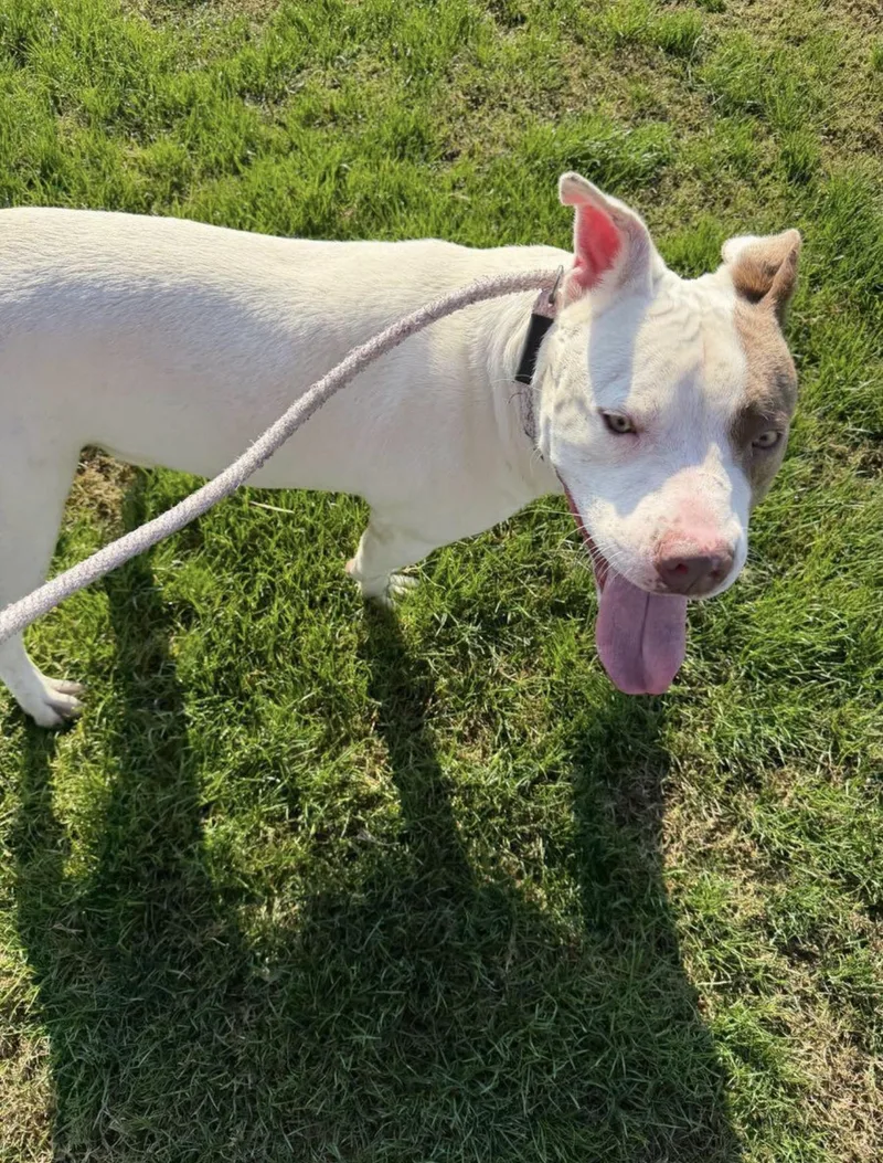 Meatloaf thumbnail 3