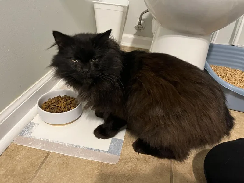 An adult medium-sized male Black Domestic Medium Hair cat named Obsidian for adoption in Virginia Beach, VA
