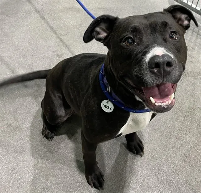 A young medium-sized female Pit Bull Terrier dog named Pepsi for adoption in Upper Marlboro, MD