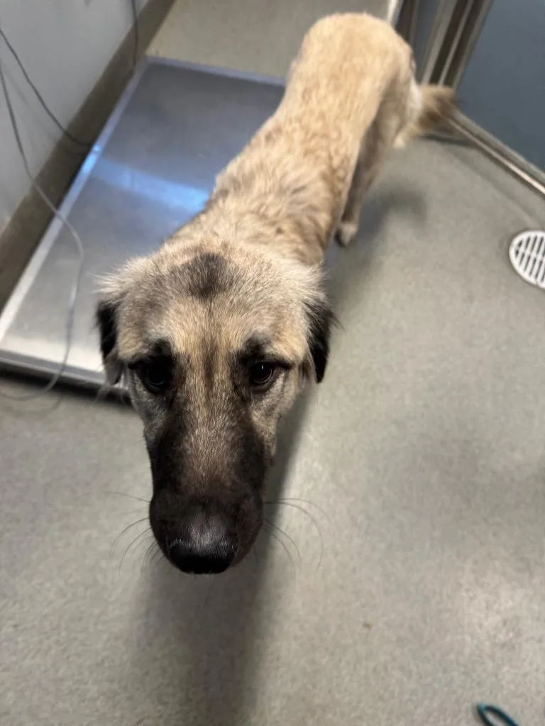 A baby large-sized female Anatolian Shepherd dog named Belle Rita for adoption in Bloomington, IN